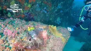 Giant Cuttlefish Sydney scuba diving North Harbour Aquatic Reserve best dive site