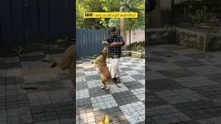 Back- is a Powerful Dog Training Command 😎