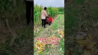 #corn #harvest #farming #farmmachinery #grainharvest