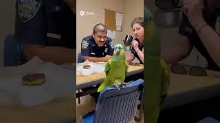 Police Interrogate a Donut Thief Parrot!