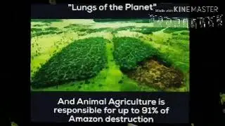 🚨AMAZON RAINFOREST🚨||AMAZON ON FIRE🔥🔥||#PRAYFORAMAZON🙏🙏