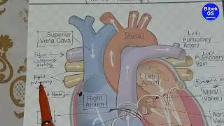 Cardiovascular system overview || Anatomy and physiology | Heart | Blood Flow | Bibek Gs Education