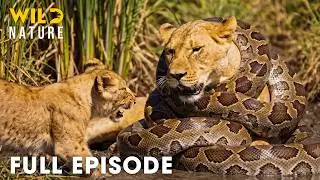 AFRICAN LION | Only the Strongest Predators Will Survive (Full Episode) | Wildlife Documentary