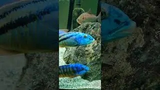 MALAWI HAWK EXCITED FOR HIS BIG MOMENT CHECK IT OUT