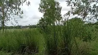 গ্ৰামের অপরুপ সুন্দর দৃশ্য