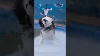 Amazing dogs shaking water 💦😂