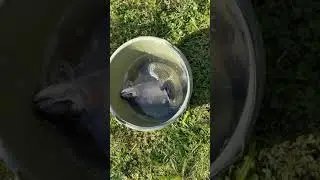 Форель выпрыгивает из ведра  (#Оле7, #doohrysi)