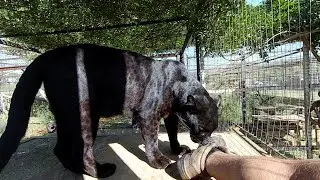 Black Leopard Gemini interaction 1