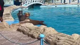2025-09-29 - Dolphin World Egypt