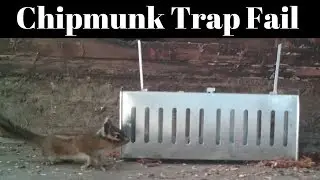 Chipmunk Trap Fail -  Slow Trap Can't Catch a Fast Chipmunk In The Barn