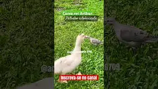 Patinho Rei Arthur fofura #ecoparque #chapeco #follow