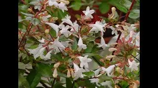 Abelia Bakımı ve Üretimi