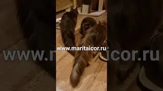 Maine Coon Eureka Maritaicor fortuna. female 2m