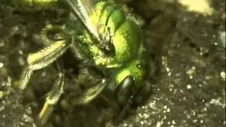 University of Guelph - Arboreteum - Victoria Woods - 140517 - Halictidae