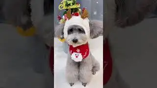 #Cutest Pet Showdown of 2024!
