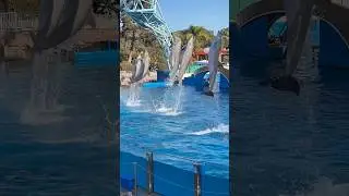 Dolphins really do fly! #seaworldsandiego #dolphin #seaworld