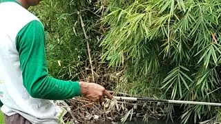 mancing target nilem babon