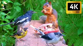 Cat TV NO ADS for Cats to Watch 😺 Nonstop Chipmunks, Birds, Squirrels 🐿 4 Hours 4K HDR 60FPS