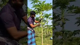 farming #farming #villagerlifestyle #experiment