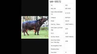 SAG.... Top 5* murrah bull mr-10438, mr-10516, mr-10459, mr-10542, 10501,bm-385,10573,bm-345,10556🐃🐃