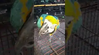 macaw parrot big bird #trendingshorts #macawbird #parrot #viral #shorts #viralvideo