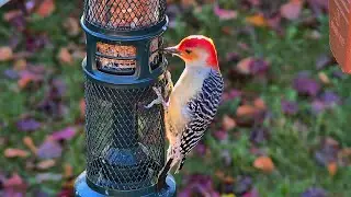 LIVE Relaxing Birds in the Winter, Streamed from Windsor, ON Canada. January 2nd