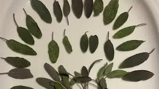 How to preserve sage leaves for future use