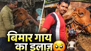 Bimar Gaay Ka Ilaaj | Gaay ki Seva aur Khet Ki Mehnat | Matar Ki Fasal Ukhadi | Desi Vlog#vlog 🙏