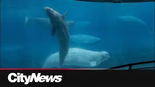 Nova Scotia government approves project to build whale sanctuary on the coast