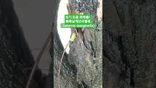 [다살이]외래종으로 알려진 뾰족날개선녀벌레(Salurnis marginella) 발견! #shorts