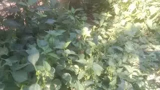 qhia tshuaj zoo mob plab kua txob