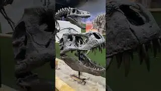 Dinosaur Secrets Revealed #dinosaur #fossil #science