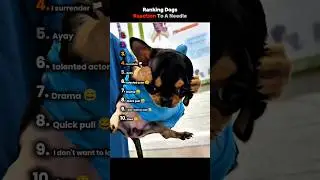 Ranking Dogs Reaction To veterinarian