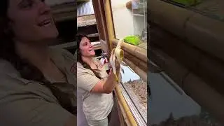 Don&rsquo;t mess with this Iguana&rsquo;s Bananas😳 Most Iguana&rsquo;s like bananas but this one doesn&rsquo;t play around😅