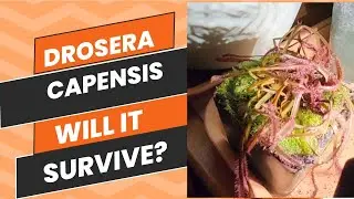 Drosera capensis for birthday,  will they survive⁉️