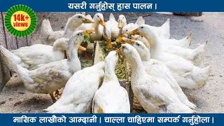 Duck Farming In Nepal ।। हाँस पालन  ।। Aviyan Krishi Firm.