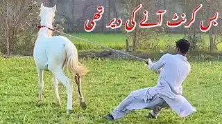 Most Beautiful Top Class Nukkra Bachera For Sale | Pure Pakistani Horse Breed | Premium Horse