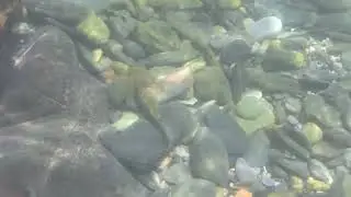 跟著溪鱧游