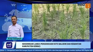 [BERITA] WBD – Kekeringan Landa Persawahan Koto Majidin dan Kemantan Kabupaten Kerinci..