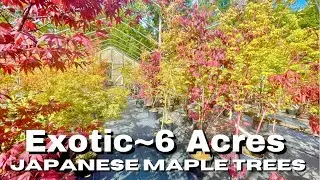 New! | Exotic Japanese Maple Trees | PNW
