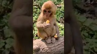 Baby monkey is very hungry #monkey #baby #funny #viral #hunting #hungry #shorts