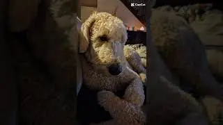 My best friend that is not a human is...#augie #cute #cutestdog #dog #funny #forever