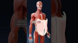 Core muscles anatomy in 3D: abdominal muscles explained with VOKA 3D Anatomy & Pathology