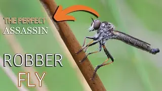 Robber Fly Spiracular Fluttering - Extreme Macro of Abdominal Contractions to Maximise O2 Intake