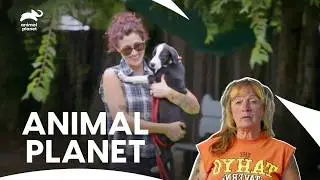 Tia Faces Holiday Rescue Challenges | Pit Bulls & Parolees S8 E4,6,7 | Animal Planet