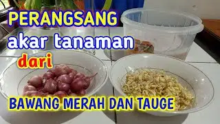 Perangsang Akar Tanaman Dari Bawang Merah Dan Tauge