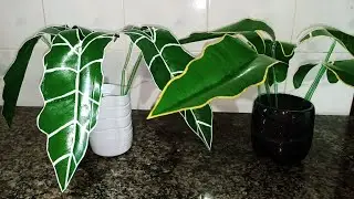PLANTA CARA DE CAVALO FEITA COM GARRAFA PET