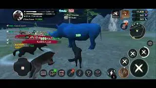 The Wolf boğa şampionu