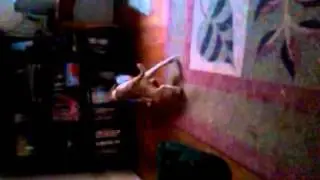 Cockerspaniel and puggle mix barks at container