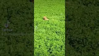 Sunny loves this stick!#myhartlife #mywildhart #goldendoodlelove #sunnyandbella_of_hart_hill #fetch